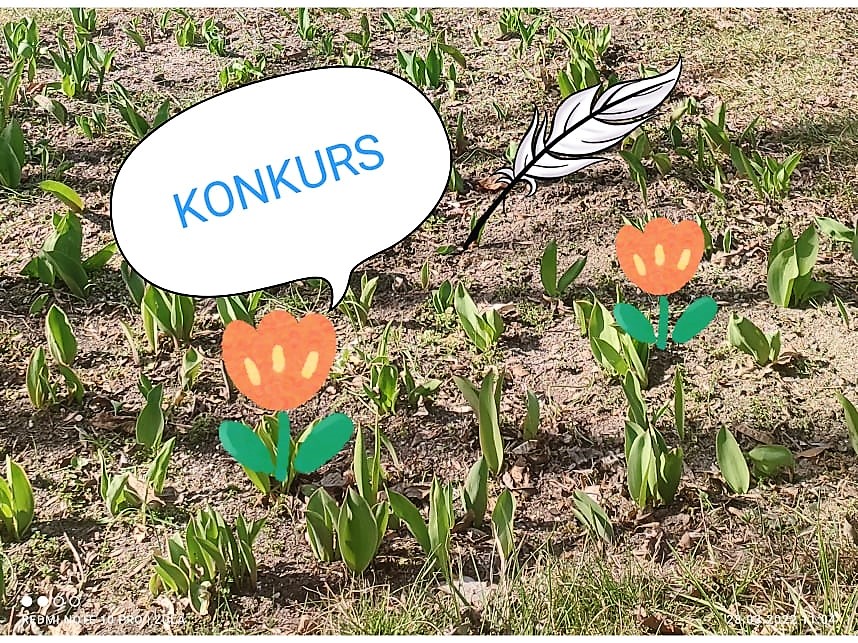 tulipany nadziei
