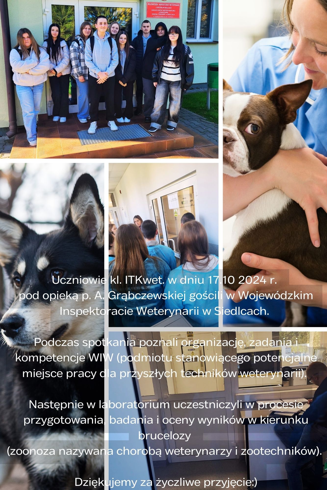 White Simple Animals Photo Collage 4